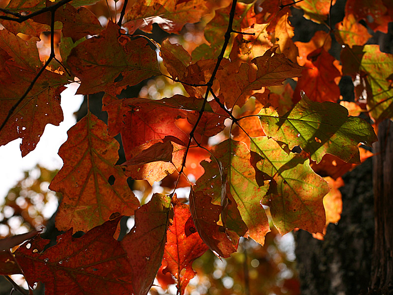 cheaha11.jpg