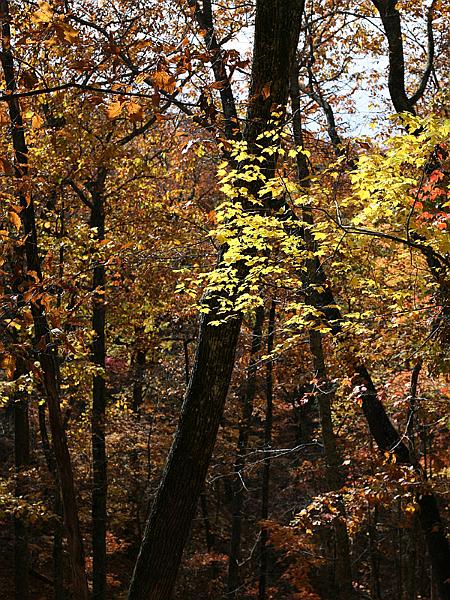 cheaha14.jpg