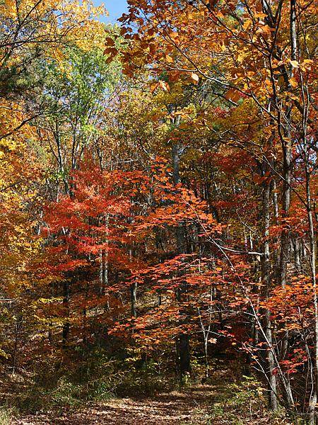 cheaha15.jpg