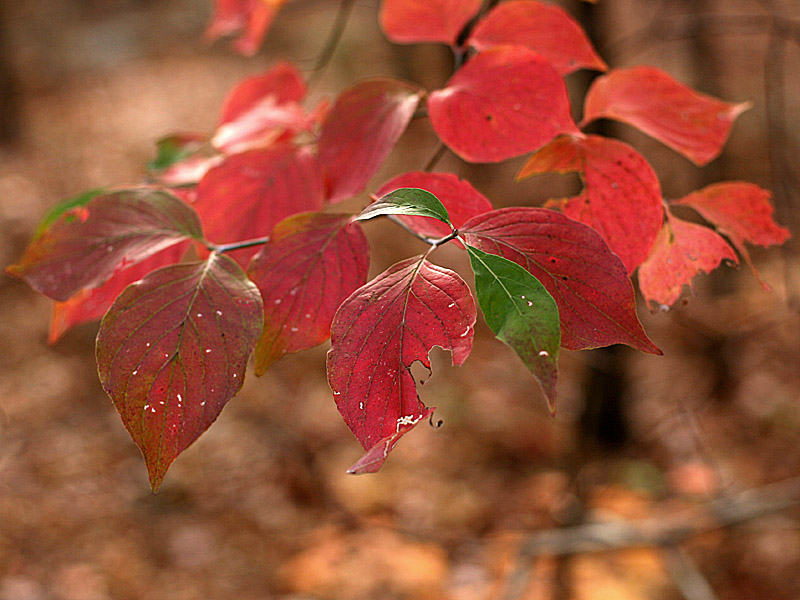 cheaha21.jpg