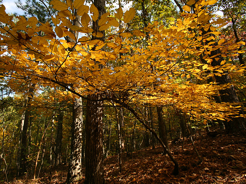 oakmtn05.jpg