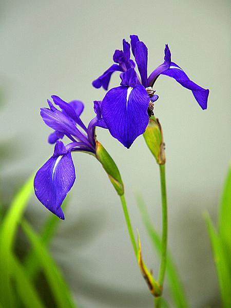 seattle89.jpg