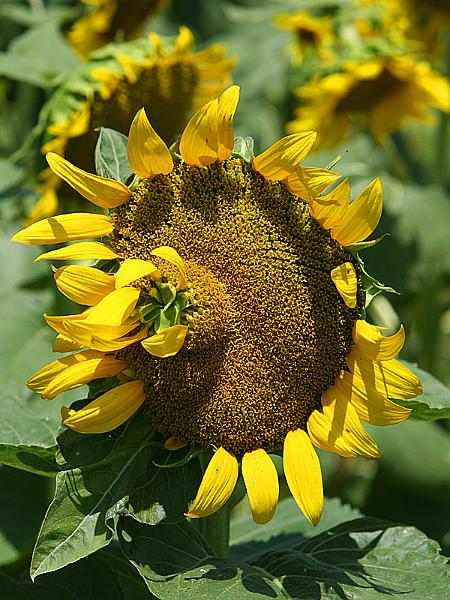 sunflower03.jpg