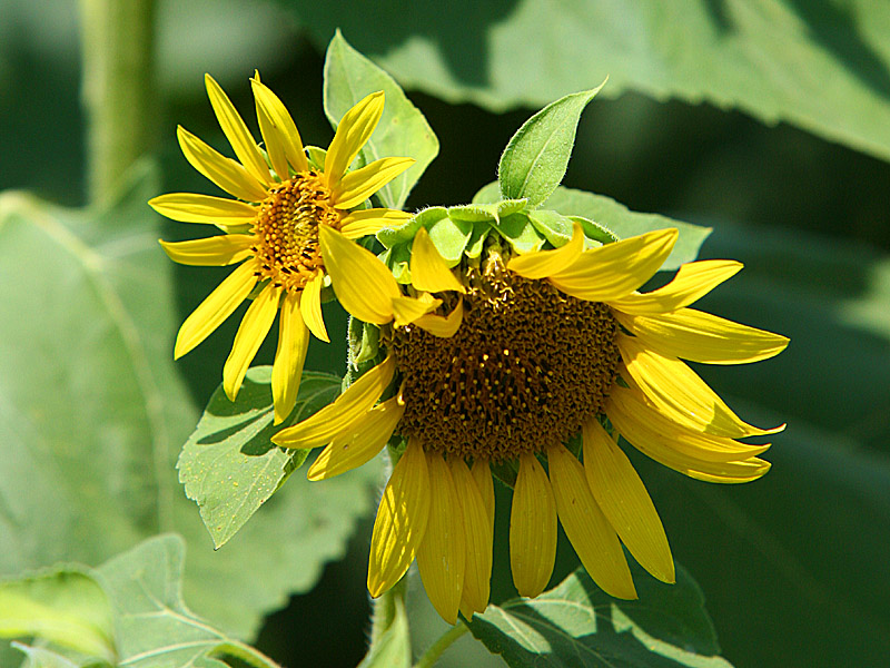 sunflower06.jpg