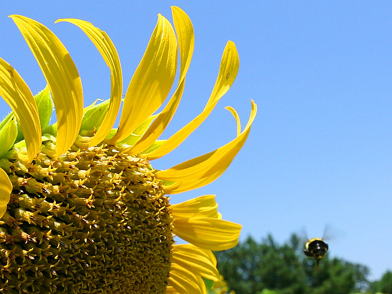 sunflower08.jpg
