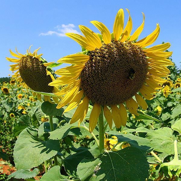 sunflower09.jpg