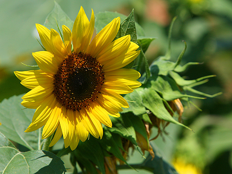 sunflower11.jpg