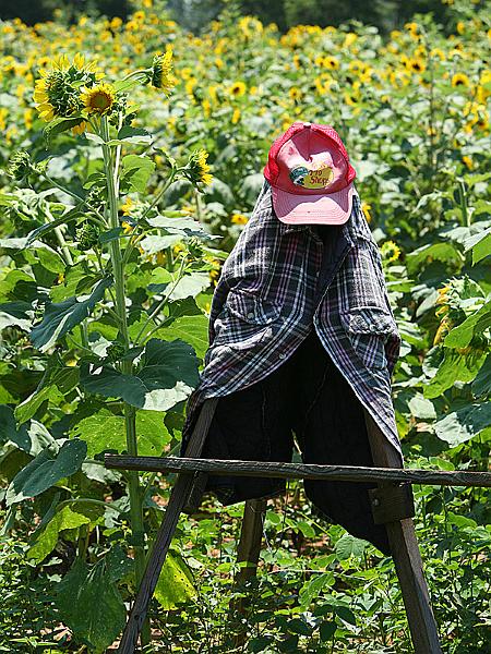 sunflower12.jpg