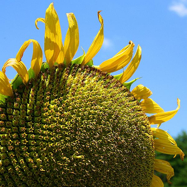 sunflower13.jpg