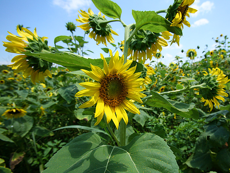 sunflower14.jpg