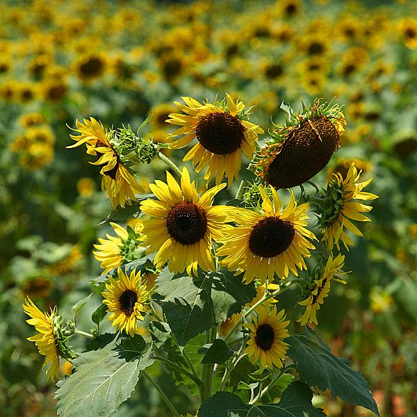 sunflower20.jpg