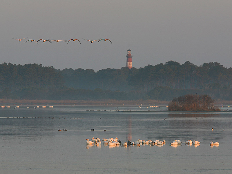 assateague02.jpg