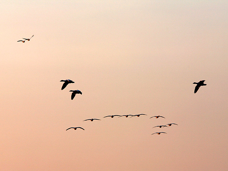 assateague05.jpg