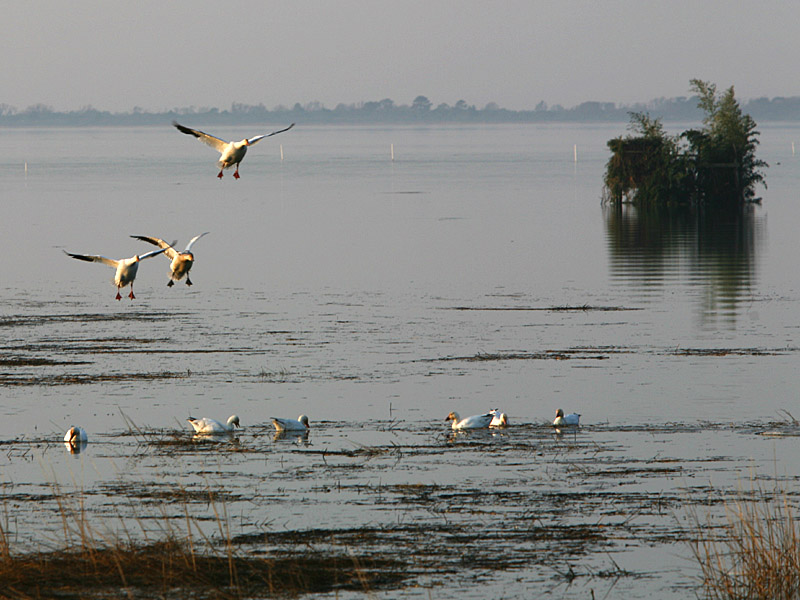 assateague06.jpg