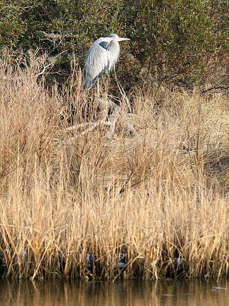 assateague09.jpg