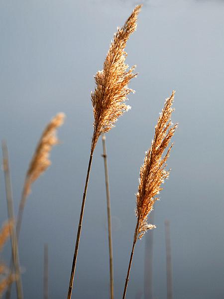 assateague10.jpg