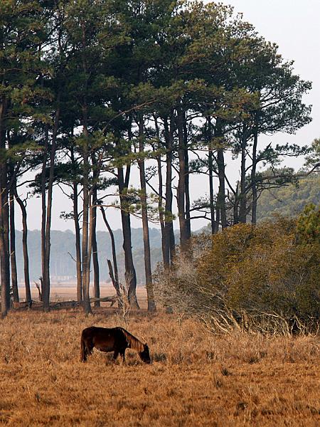 assateague11.jpg