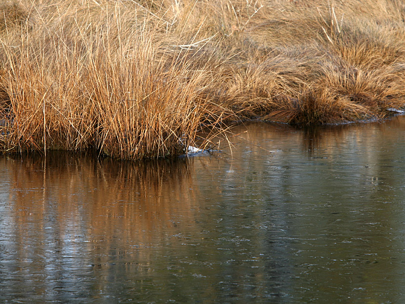 assateague12.jpg