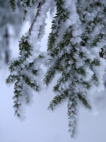 pinemountain03.jpg
