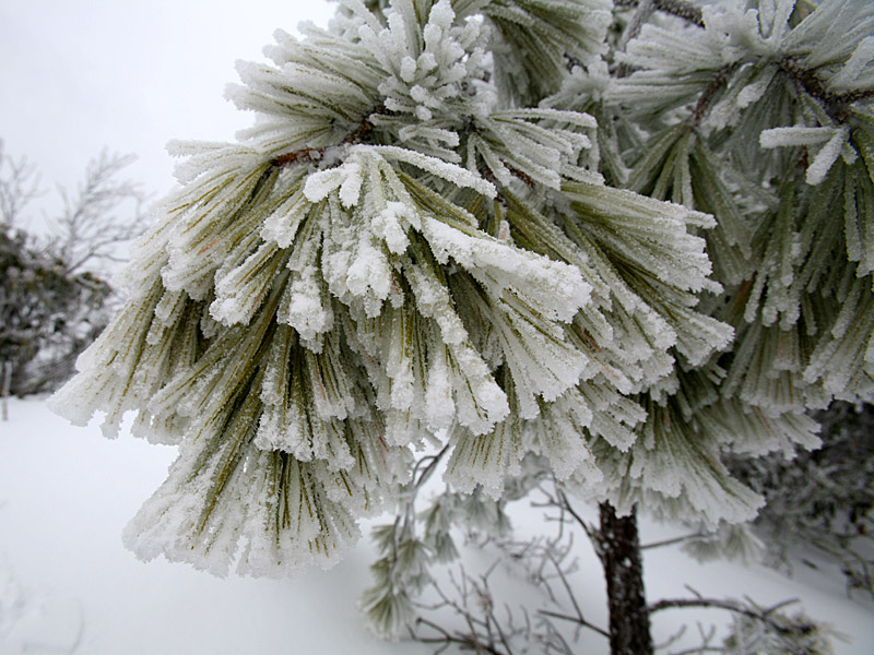pinemountain07.jpg
