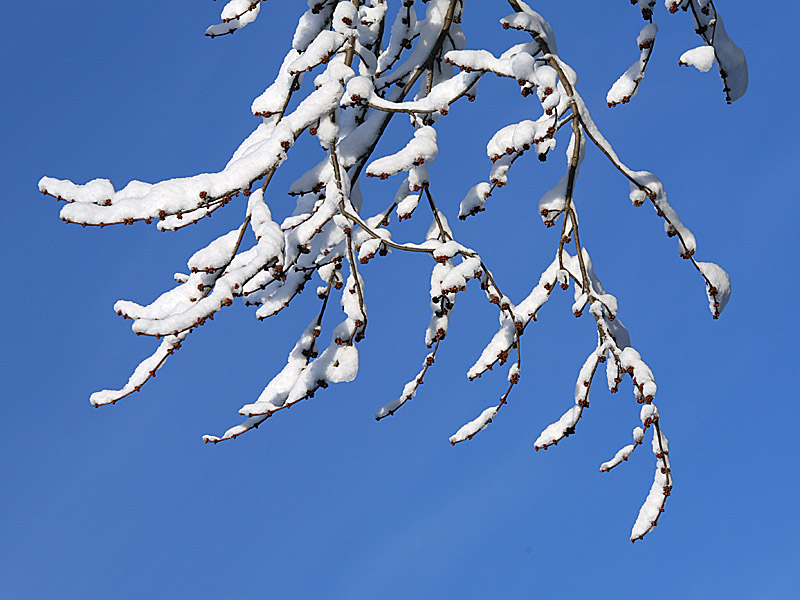 snow05.jpg