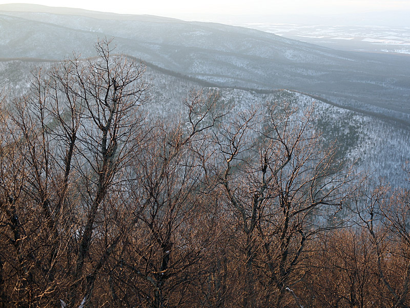 wintergreen04.jpg