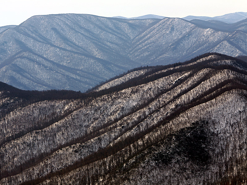 wintergreen07.jpg