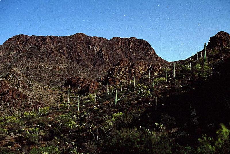 saguar_moon2.jpg
