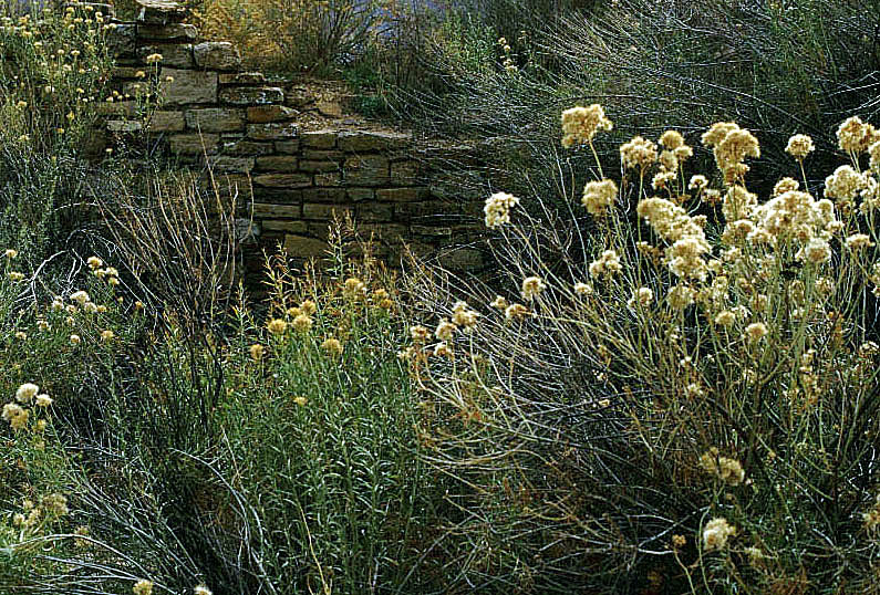 yucca.jpg