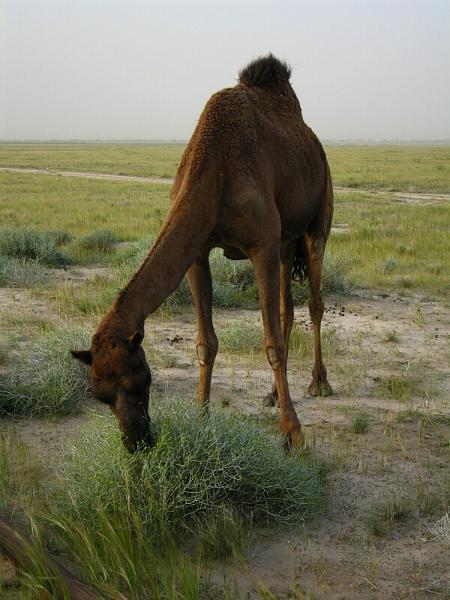 kuwait08.jpg