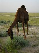 kuwait08