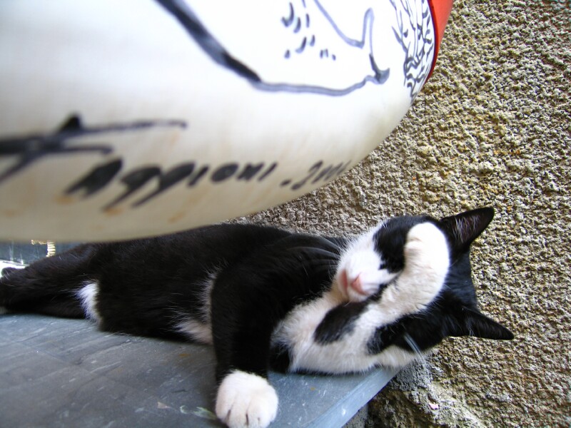 ctcat01.jpg