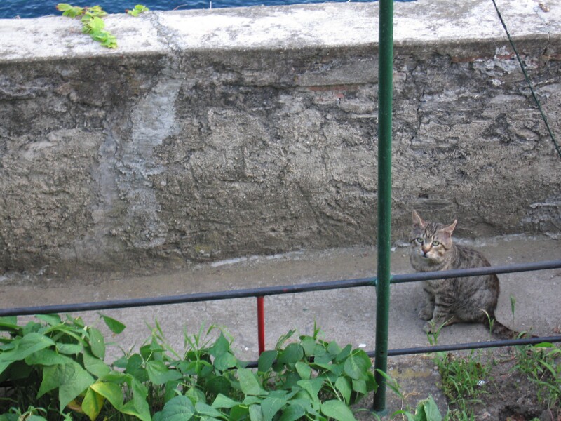 ctcat02.jpg