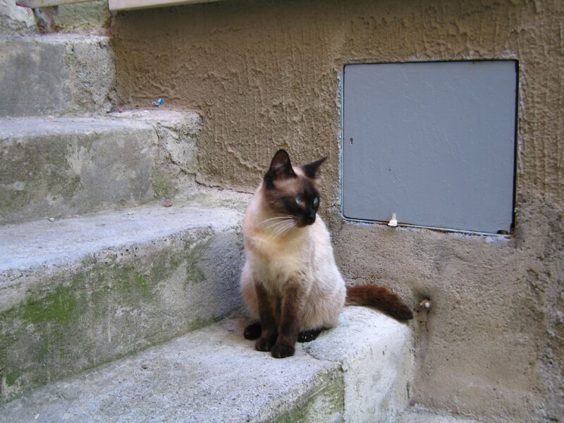 ctcat05.jpg