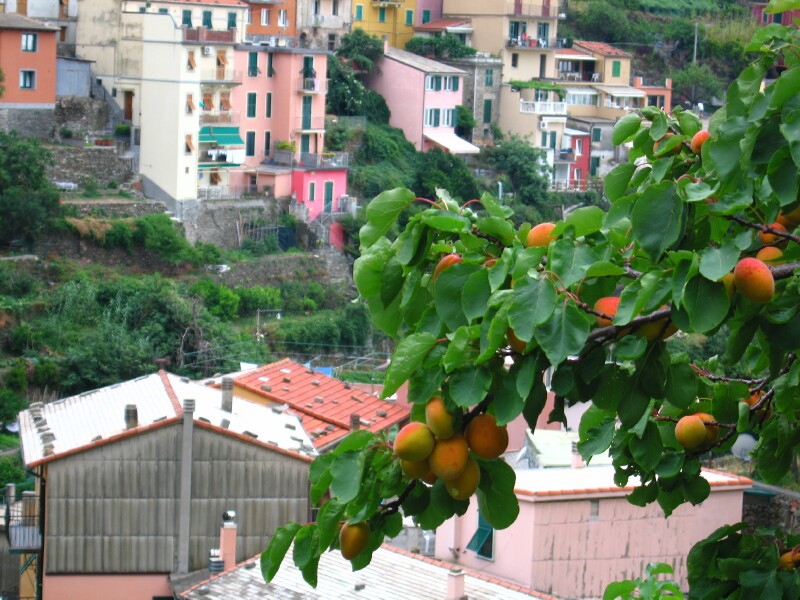 manarola15.jpg