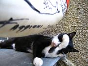 Cats