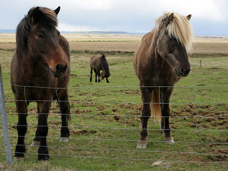 iceland124.jpg