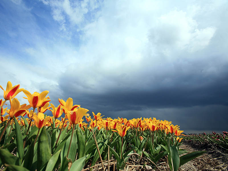 keukenhof01.jpg