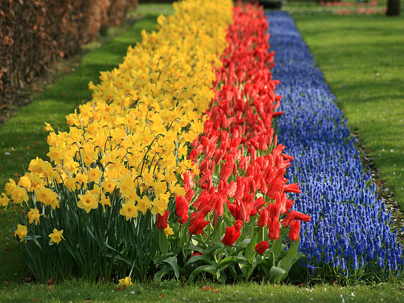 keukenhof02.jpg