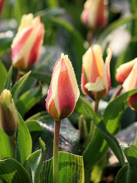 keukenhof05.jpg