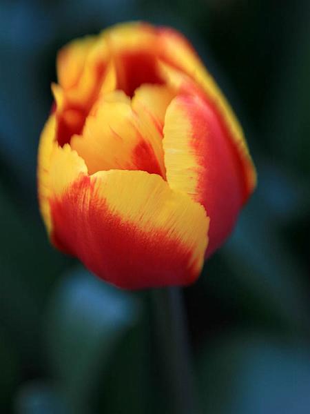 keukenhof06.jpg
