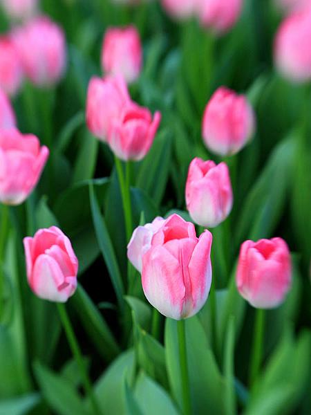 keukenhof07.jpg