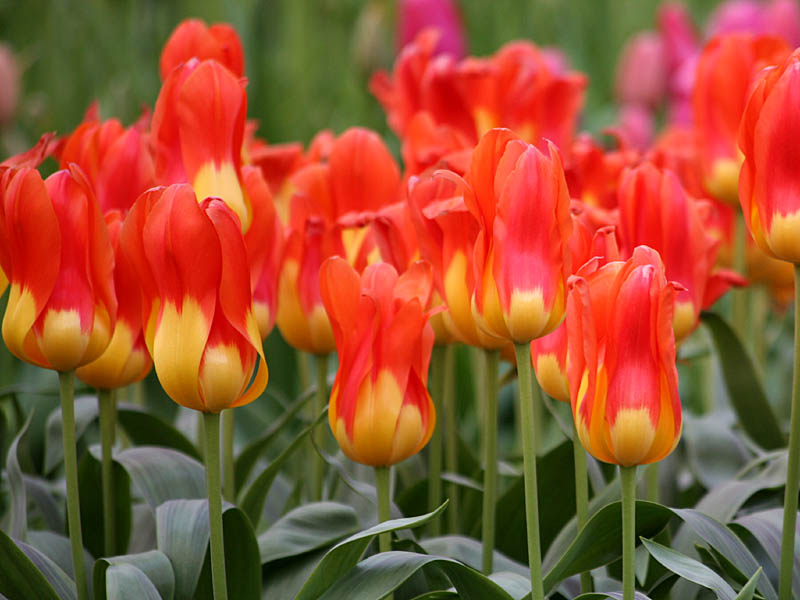 keukenhof08.jpg