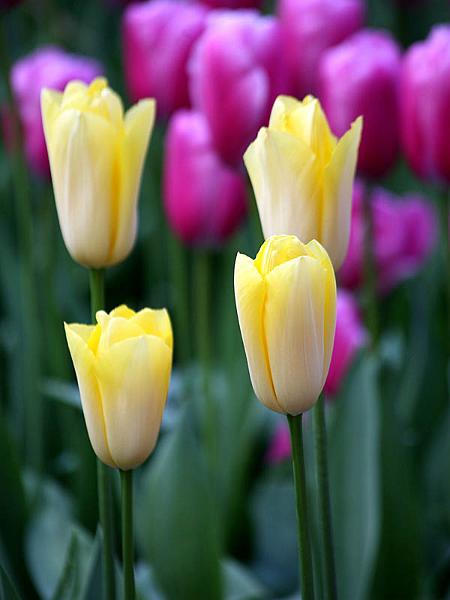 keukenhof09.jpg