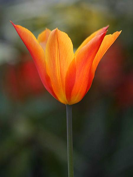 keukenhof11.jpg