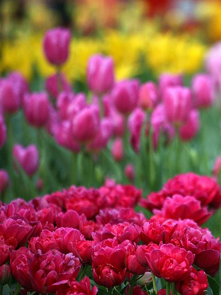keukenhof13.jpg