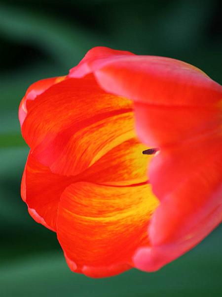 keukenhof14.jpg