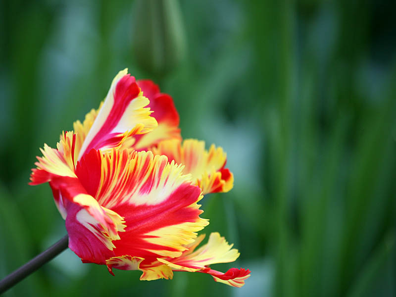 keukenhof15.jpg