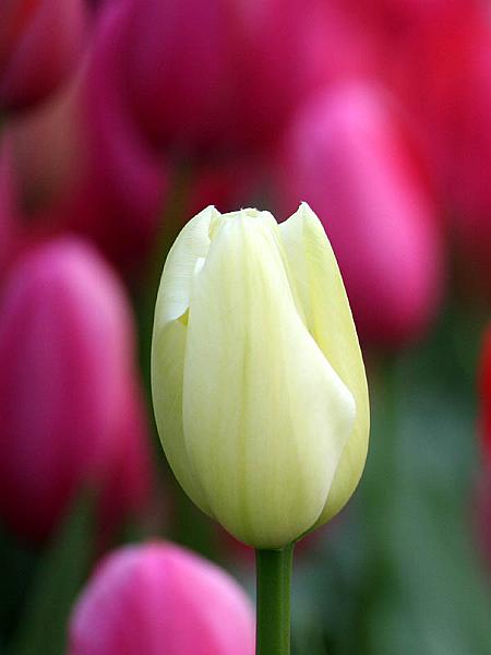keukenhof16.jpg