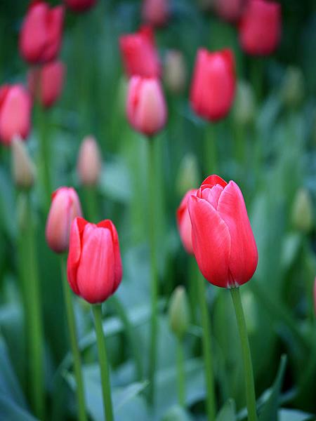keukenhof17.jpg